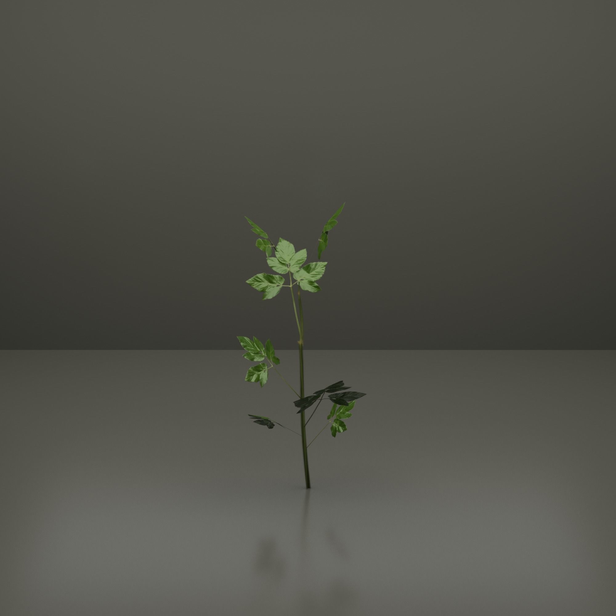 Small Plants Low-poly 3D model_2