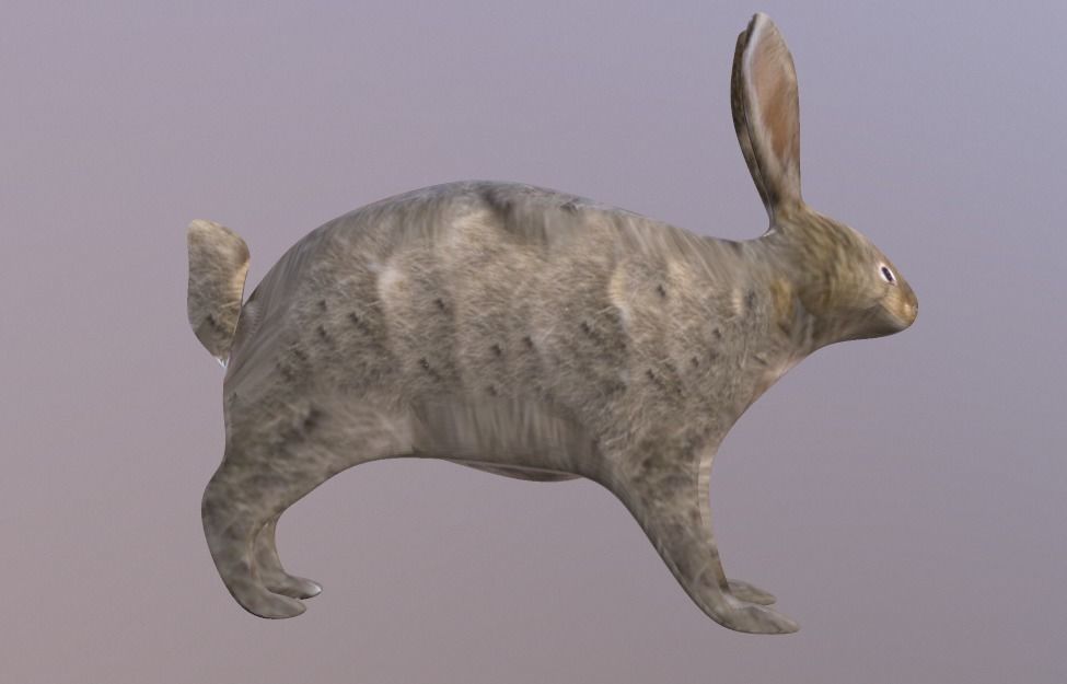 Bunny 3 Different Looks Low-poly 3D model_9