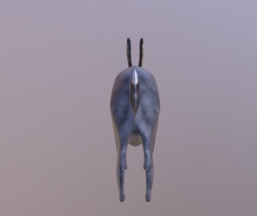 Bunny 3 Different Looks Low-poly 3D model_2