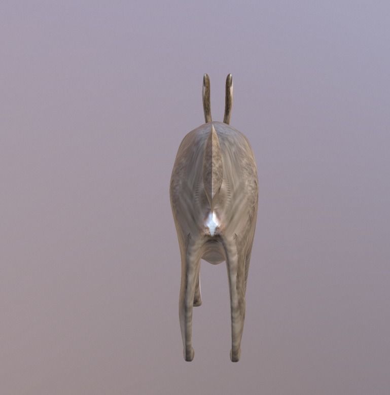 Bunny 3 Different Looks Low-poly 3D model_6