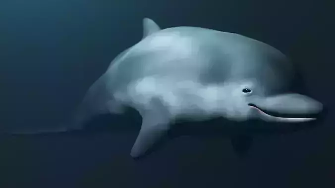 Dolphin
