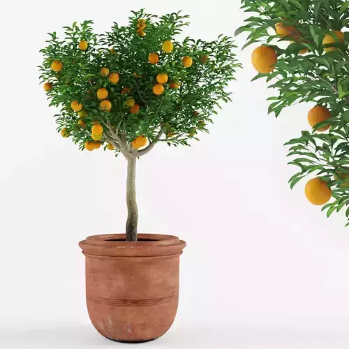 Mandarin Orange Tree