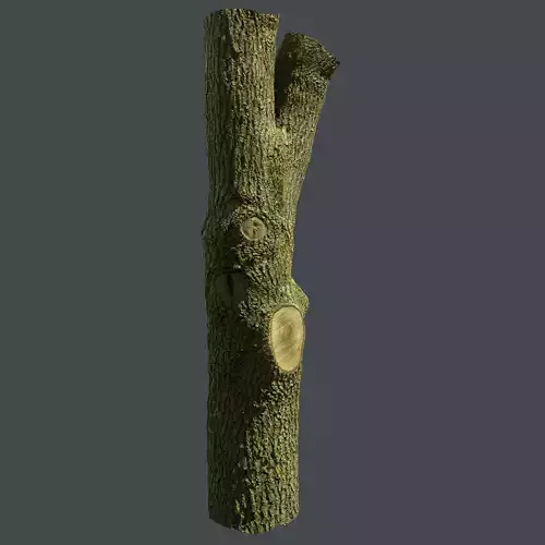 PBR Scanned Tree Trunk Low-poly 3D model