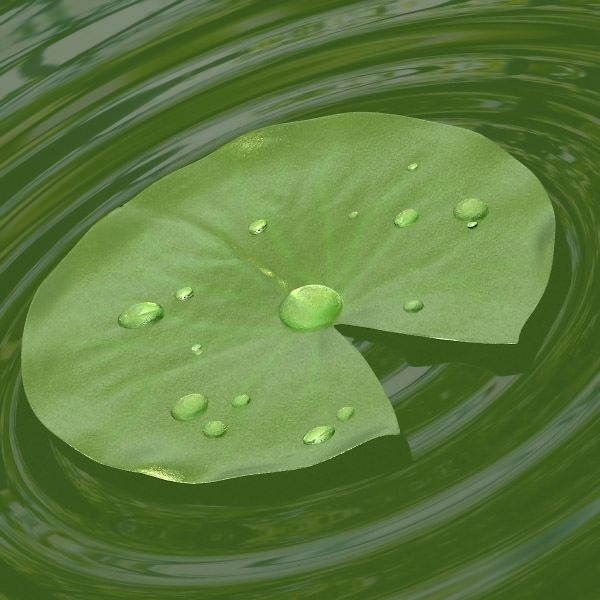 Water lily 3D model_2