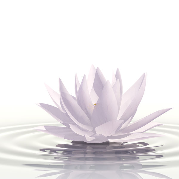 Water lily 3D model_4