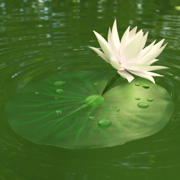 Water lily 3D model_1