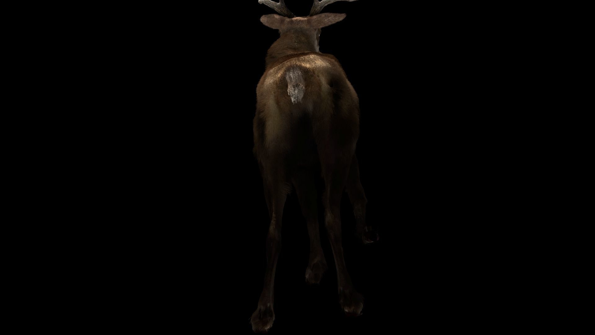 Deer fur rigged 3D model 3D model_8