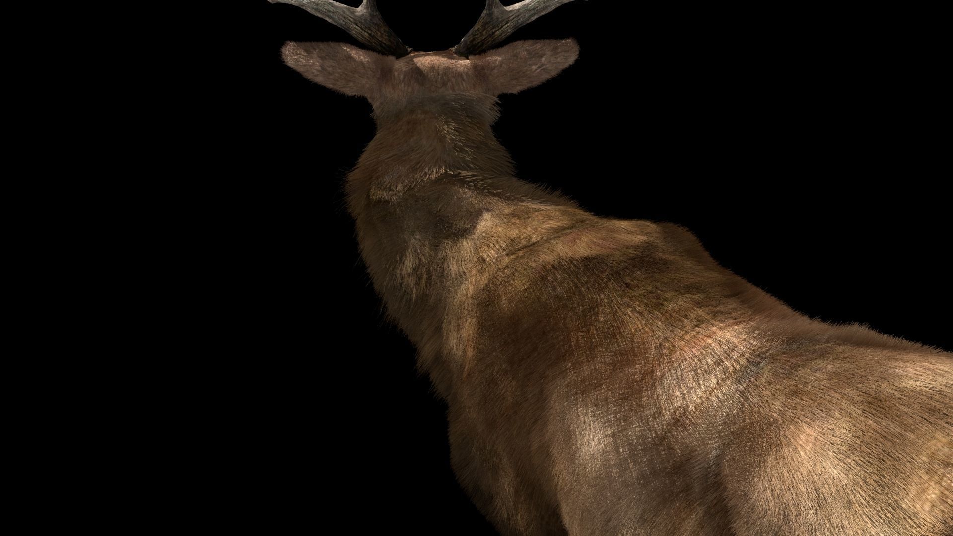 Deer fur rigged 3D model 3D model_5