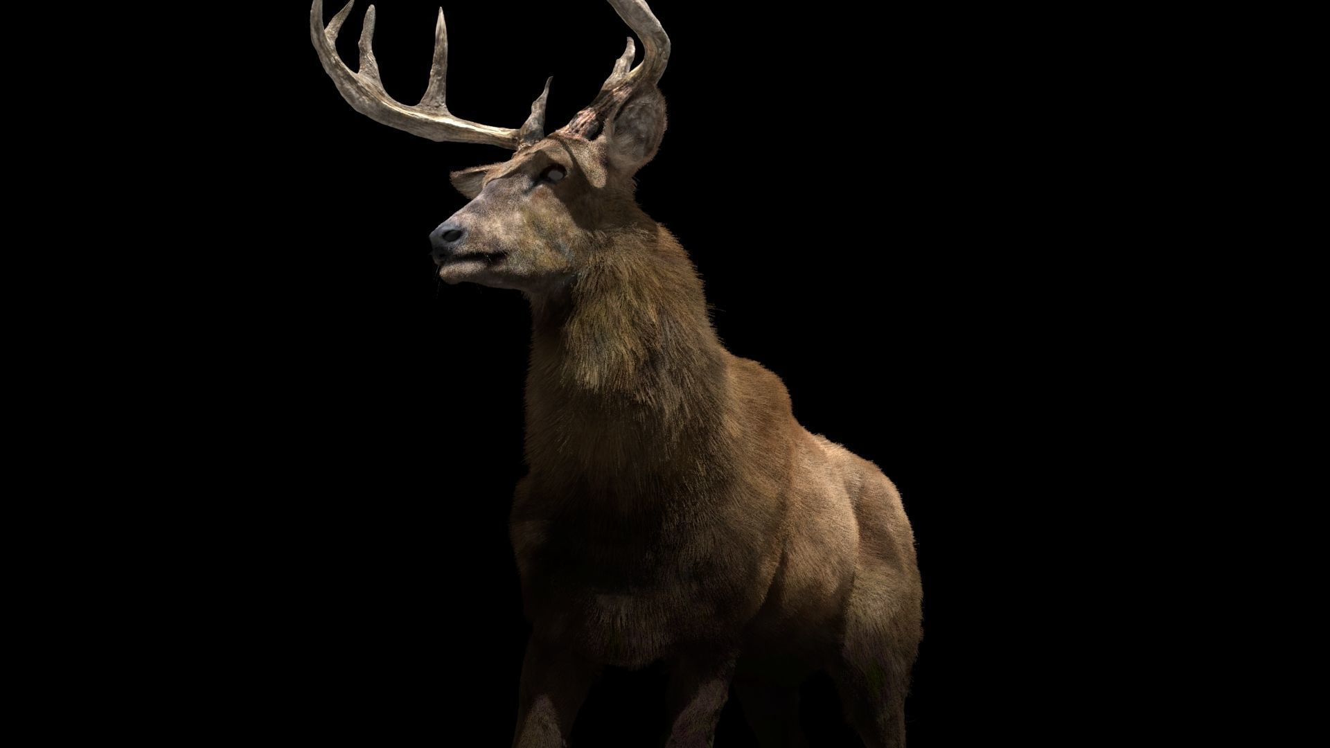 Deer fur rigged 3D model 3D model_10