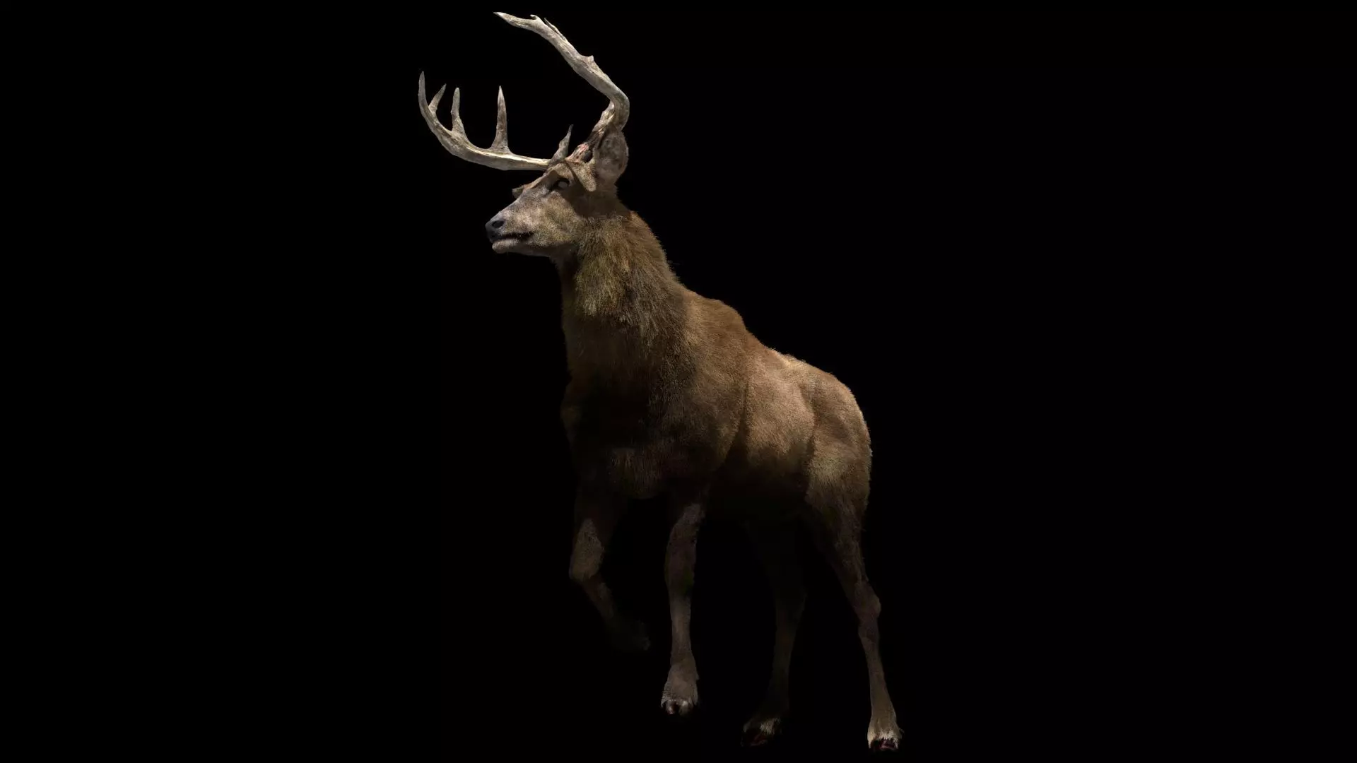 Deer fur rigged 3D model 3D model_0