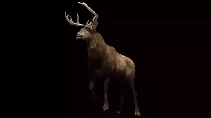 Deer fur rigged 3D model 3D model