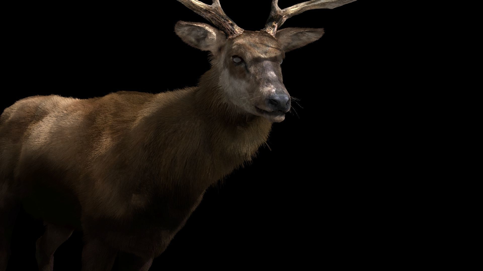 Deer fur rigged 3D model 3D model_7
