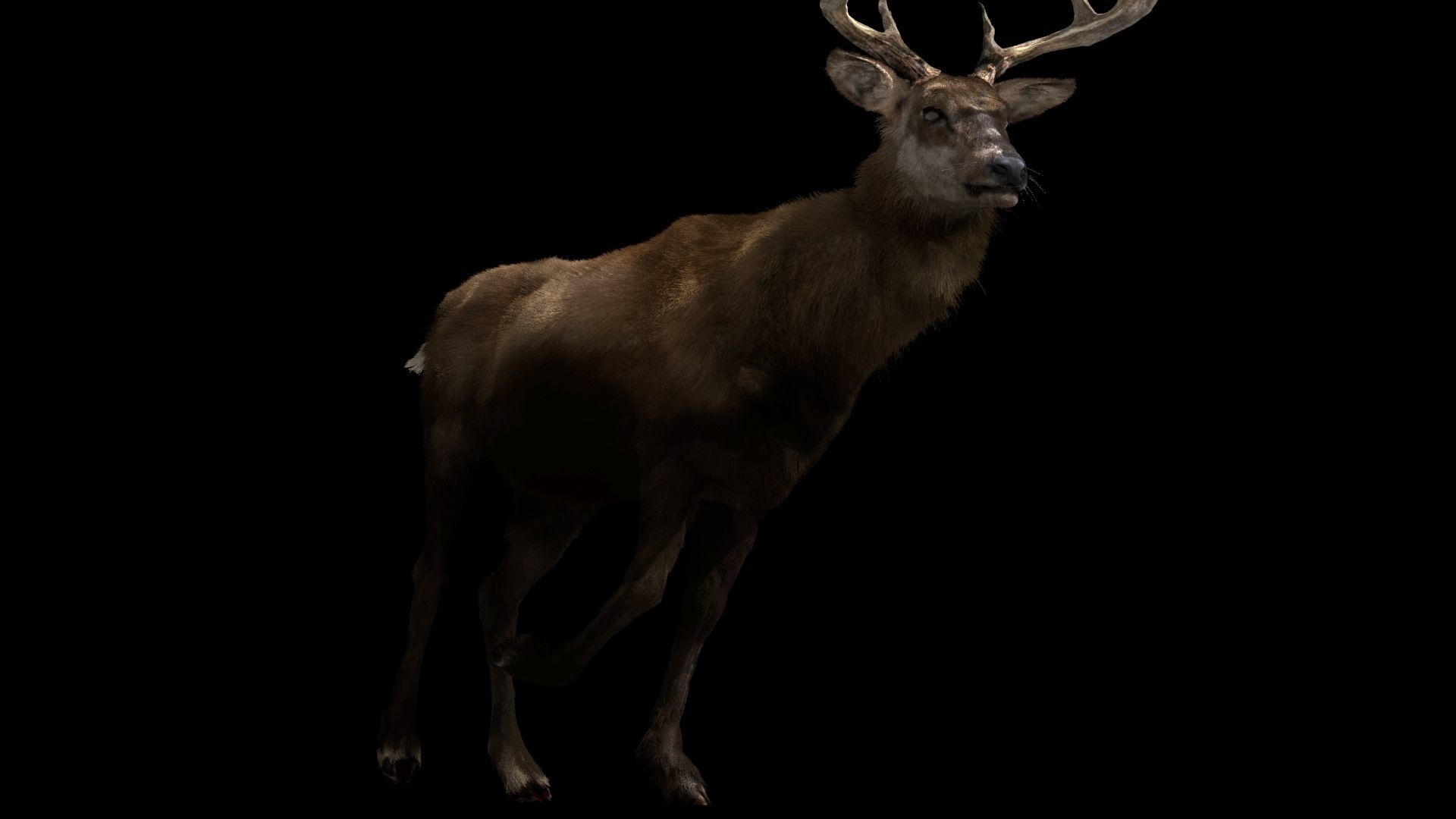 Deer fur rigged 3D model 3D model_3