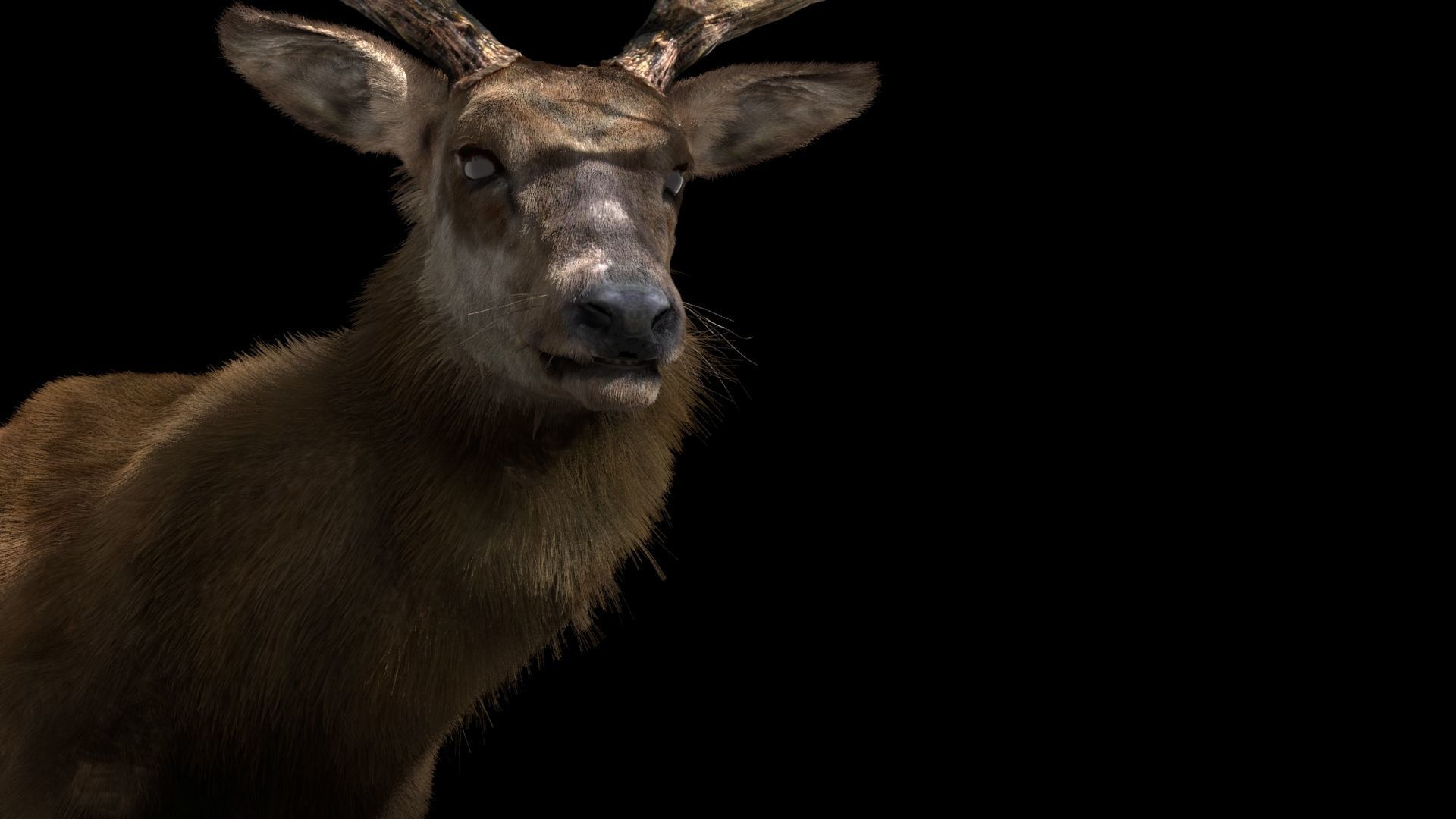 Deer fur rigged 3D model 3D model_11