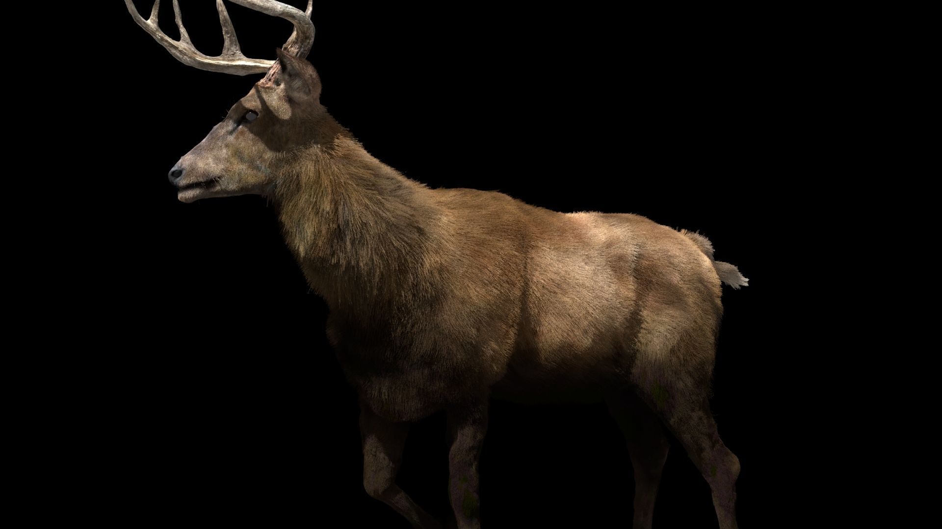 Deer fur rigged 3D model 3D model_9
