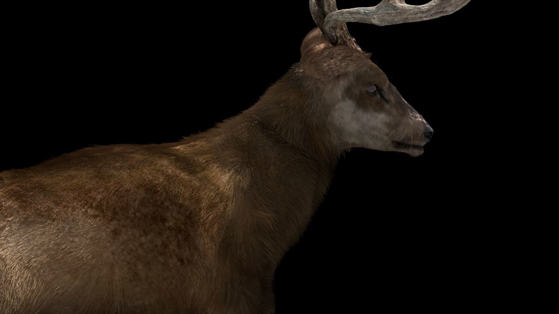 Deer fur rigged 3D model 3D model_6