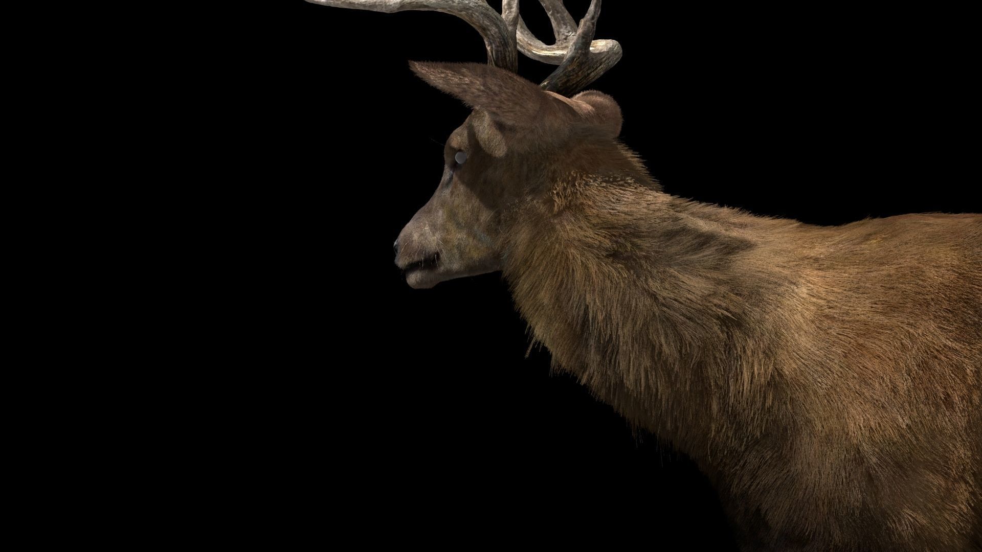 Deer fur rigged 3D model 3D model_4