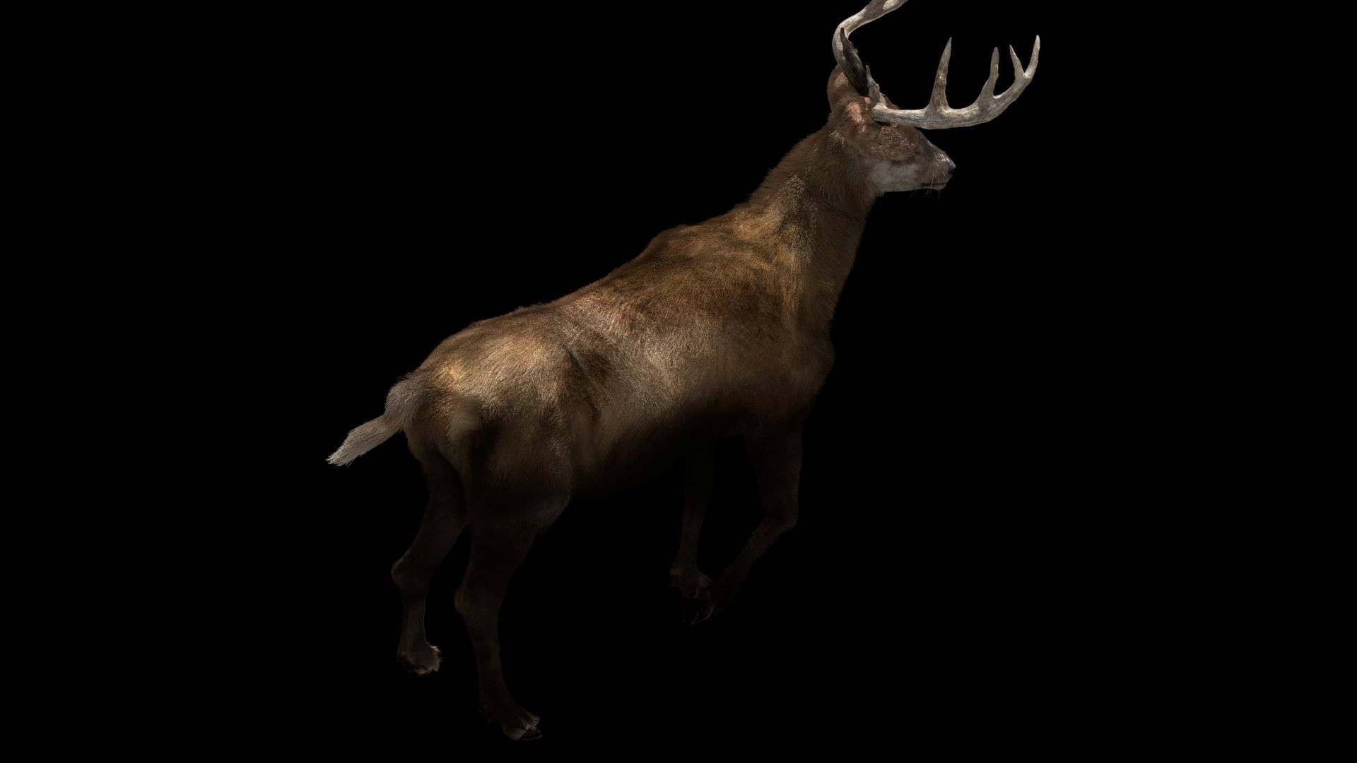 Deer fur rigged 3D model 3D model_1