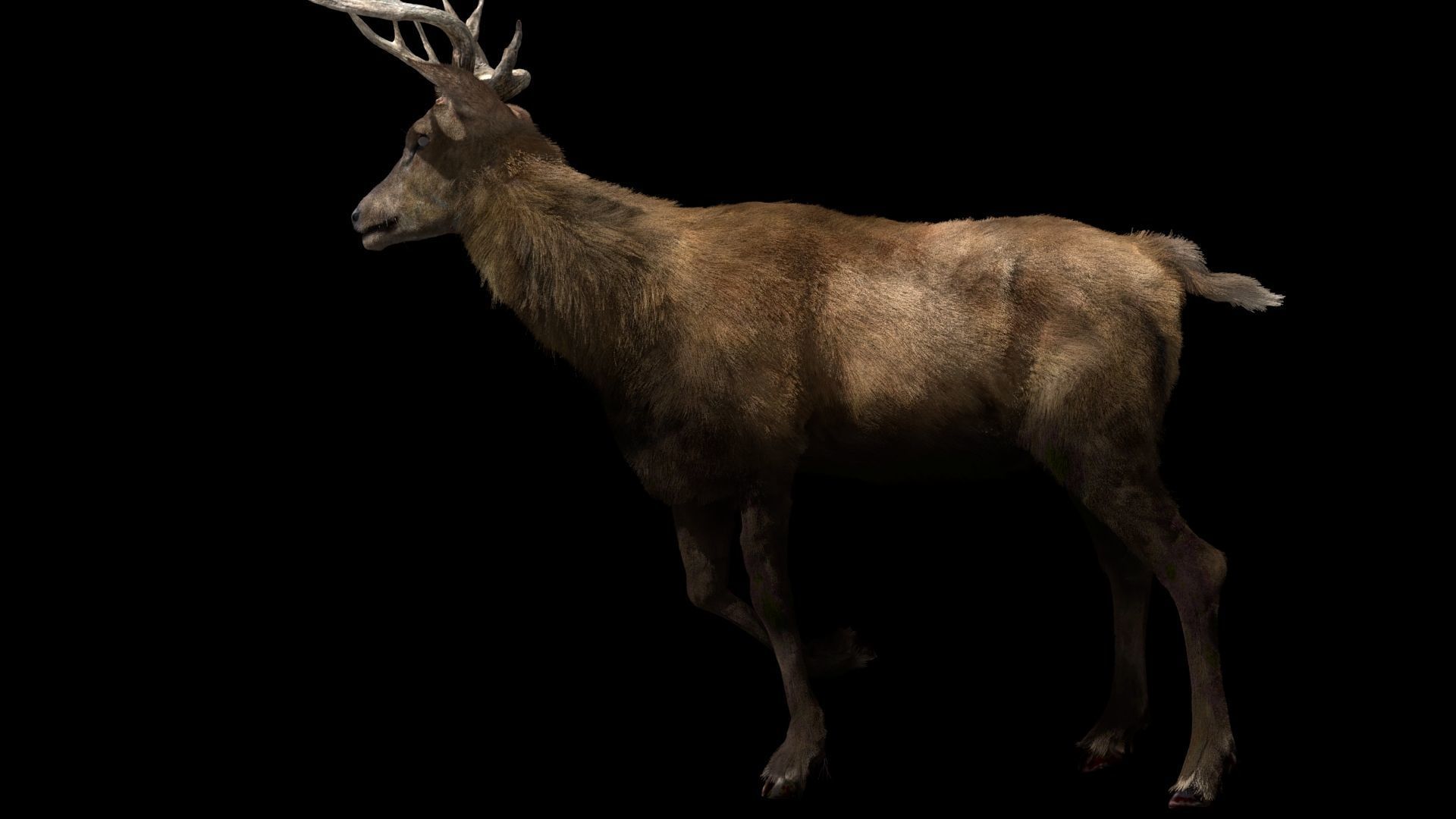 Deer fur rigged 3D model 3D model_2