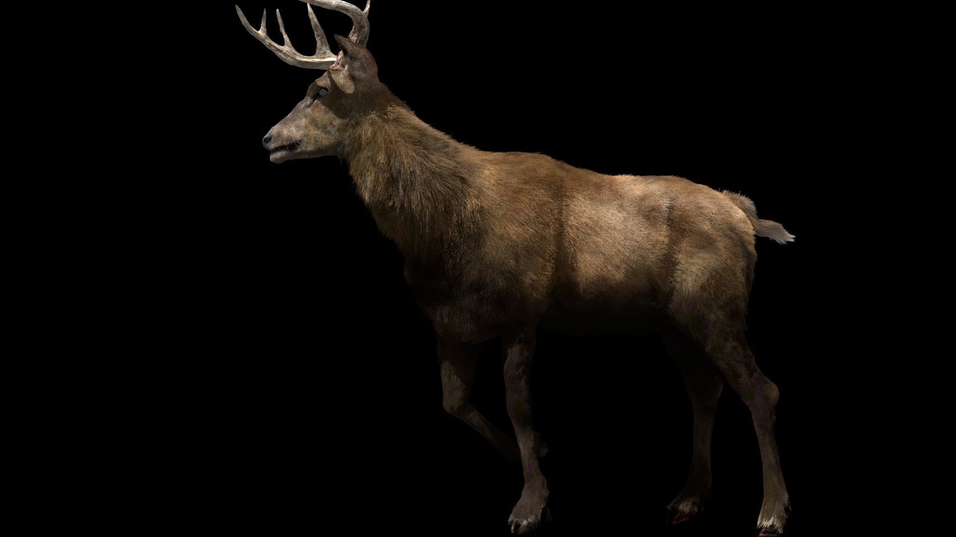 Deer fur rigged 3D model 3D model_13