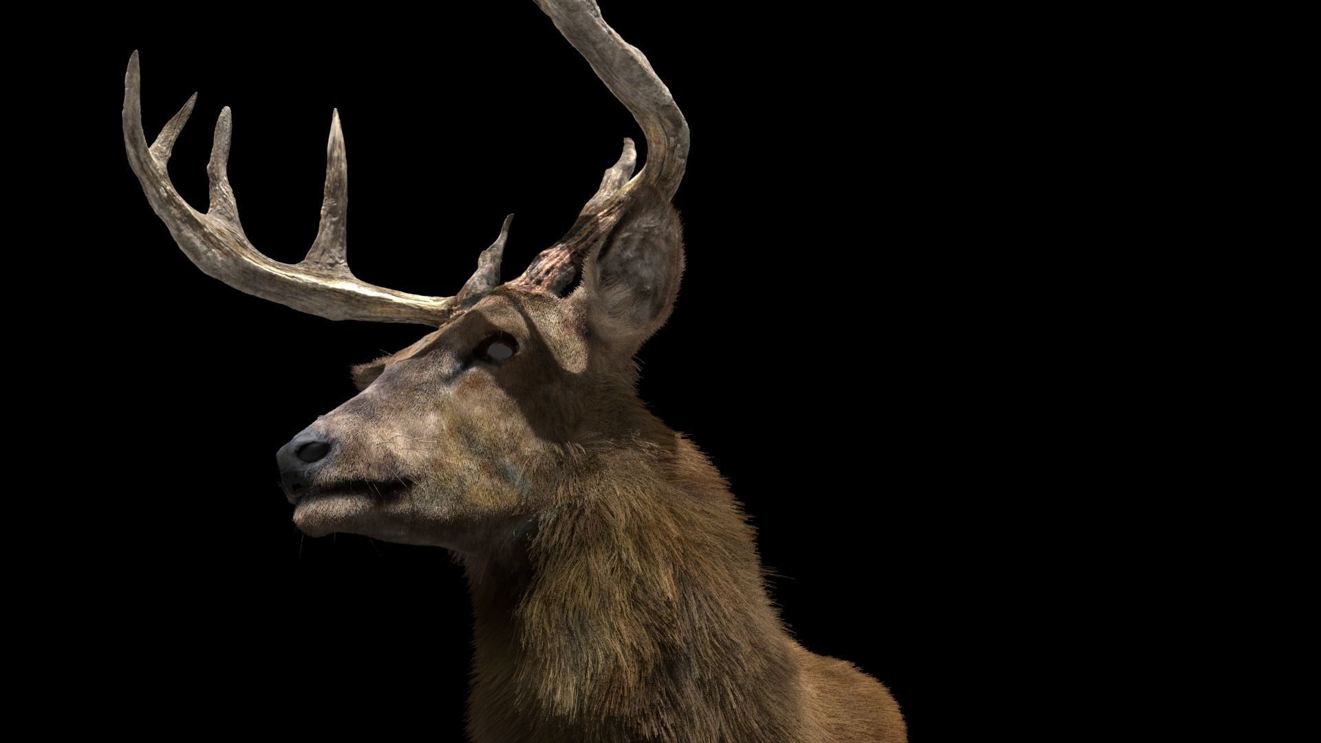 Deer fur rigged 3D model 3D model_12