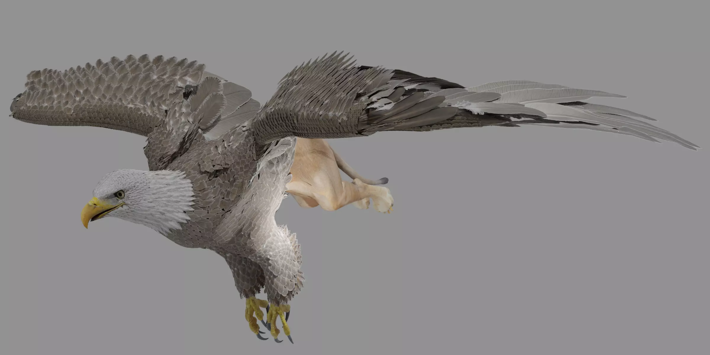 Griffin eagle flying in air 3D model_0