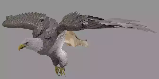 Griffin eagle flying in air 3D model Griffin eagle flying in air 3D model