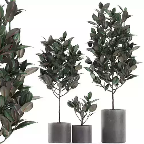 Ficus tree in pots for the interior 608