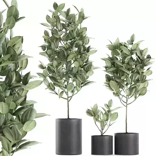 Ficus tree in pots for the interior 609