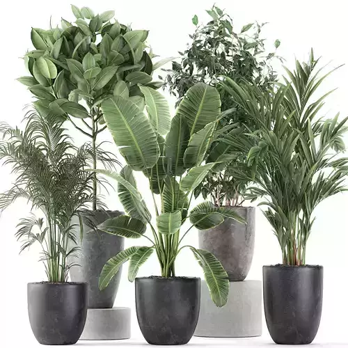 Decorative plants for the interior in flowerpots 610 3D model