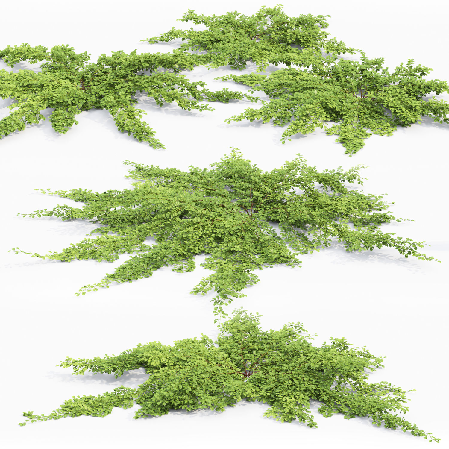 Cotoneaster Dammeri  3D model_2