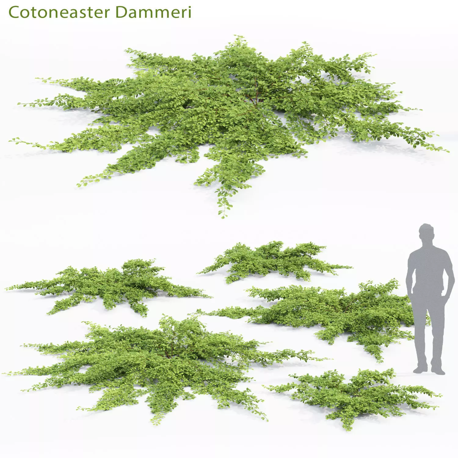 Cotoneaster Dammeri  3D model_0
