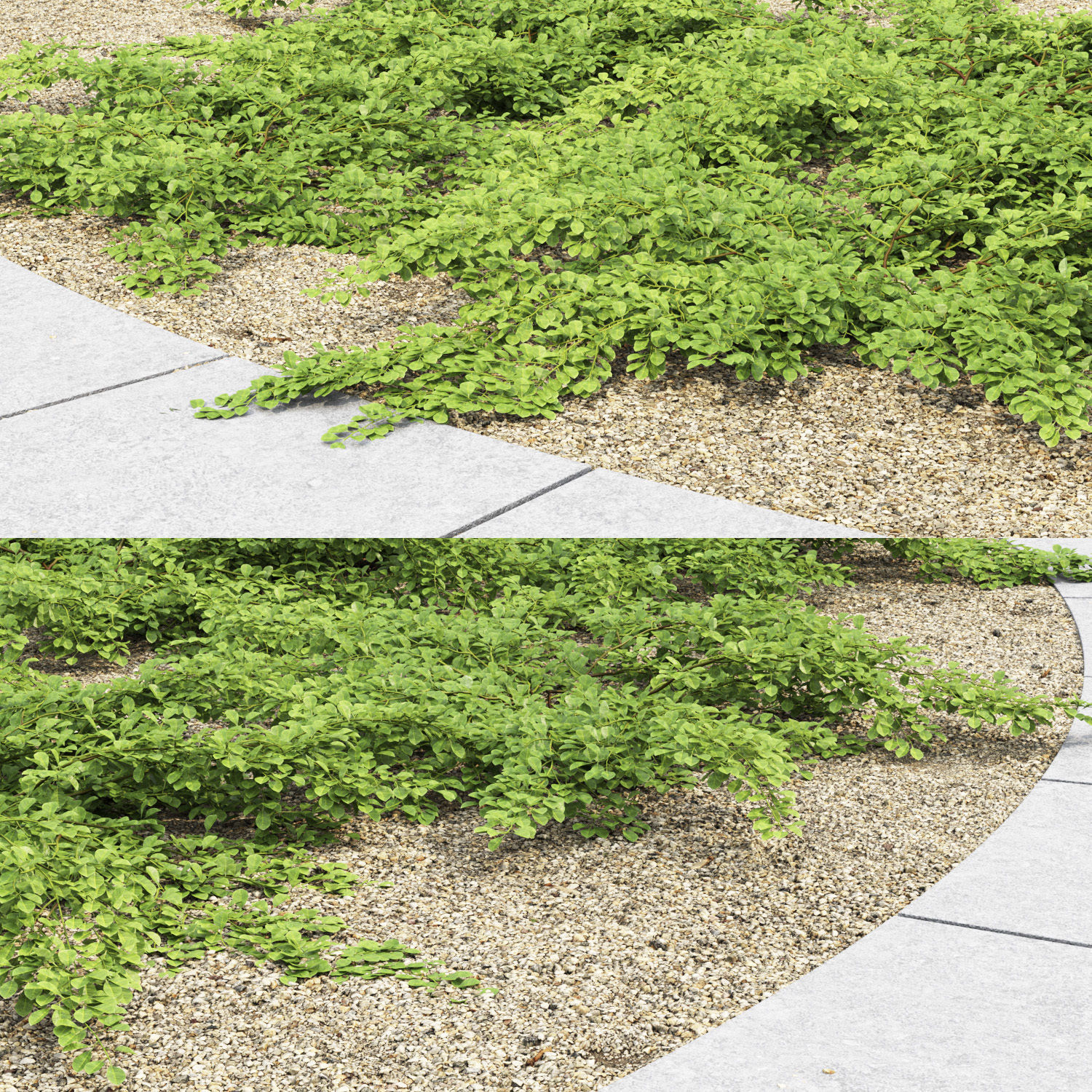 Cotoneaster Dammeri  3D model_1