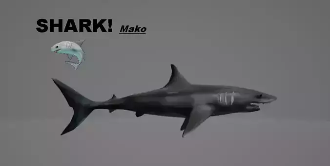 Shark Mako 3D model