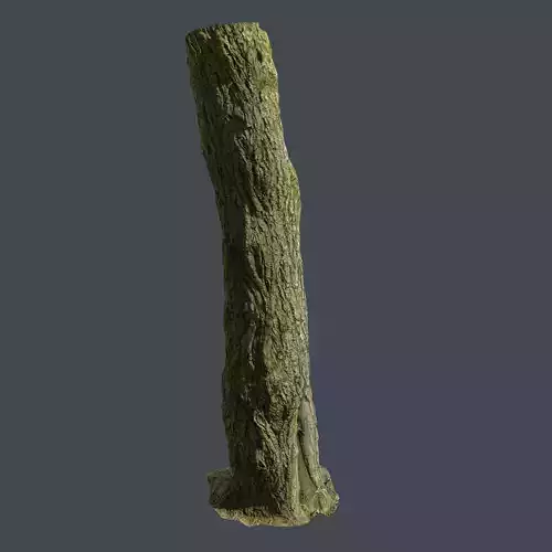 PBR Scanned Tree Trunk