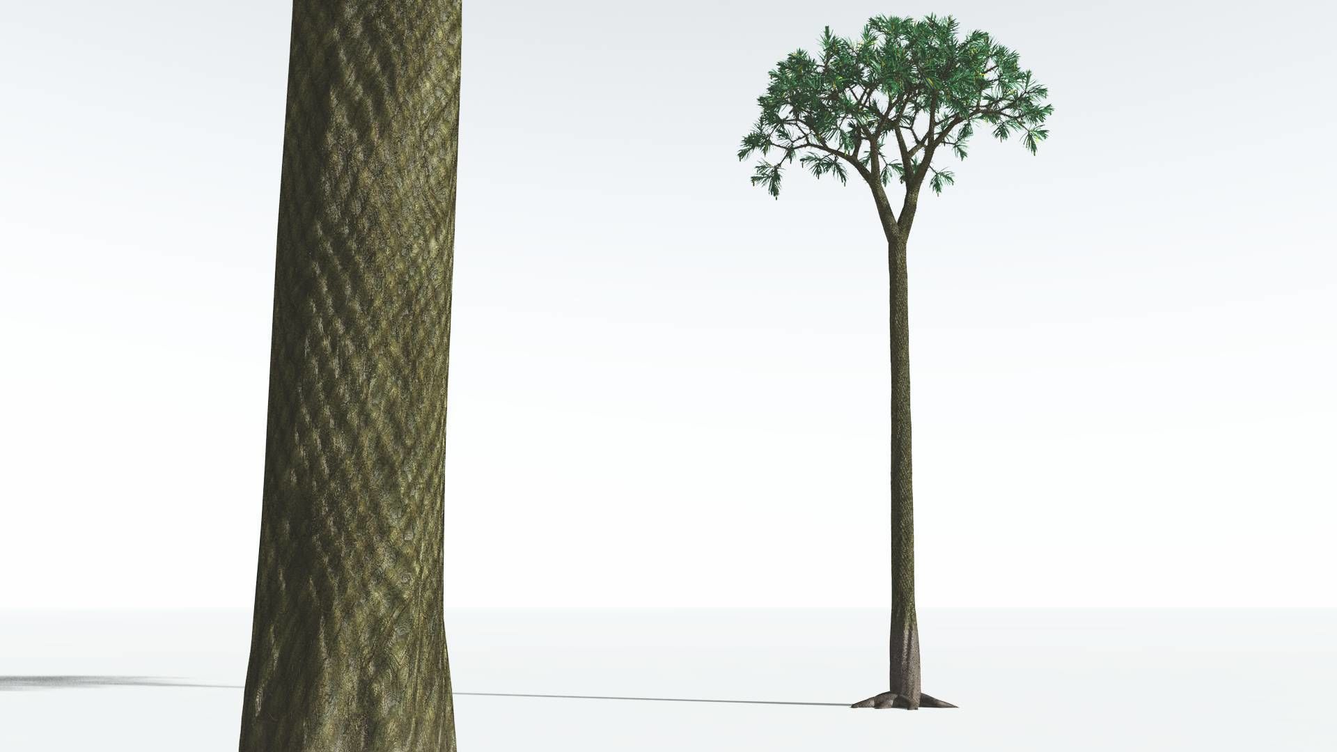 3D EVERYPlant Spiny Scale Tree 05 15 Models CGTrader