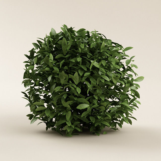 Bush 01 3D model_3