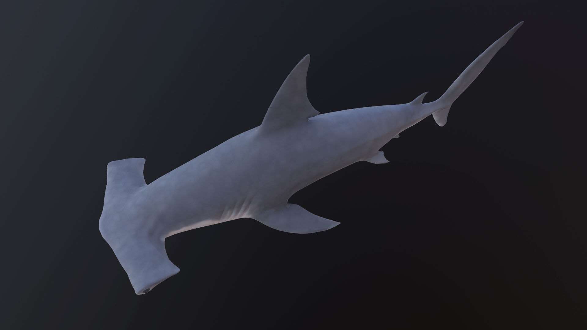 hammerhead shark Low-poly 3D model_8