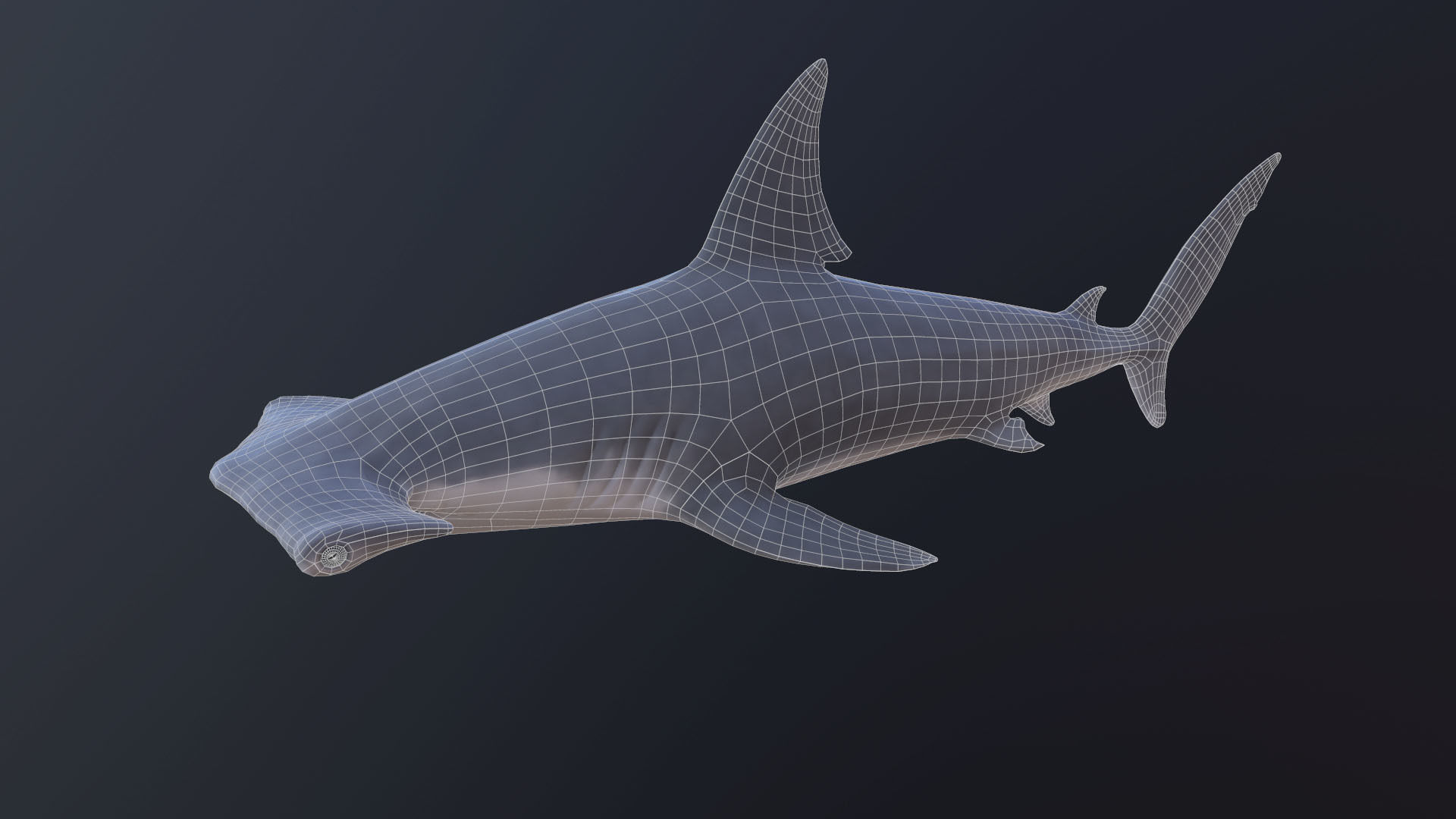 hammerhead shark Low-poly 3D model_5