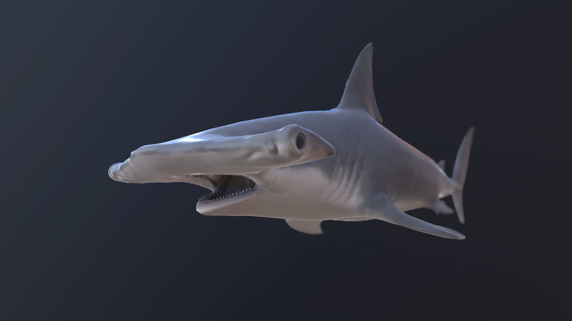 hammerhead shark Low-poly 3D model_3