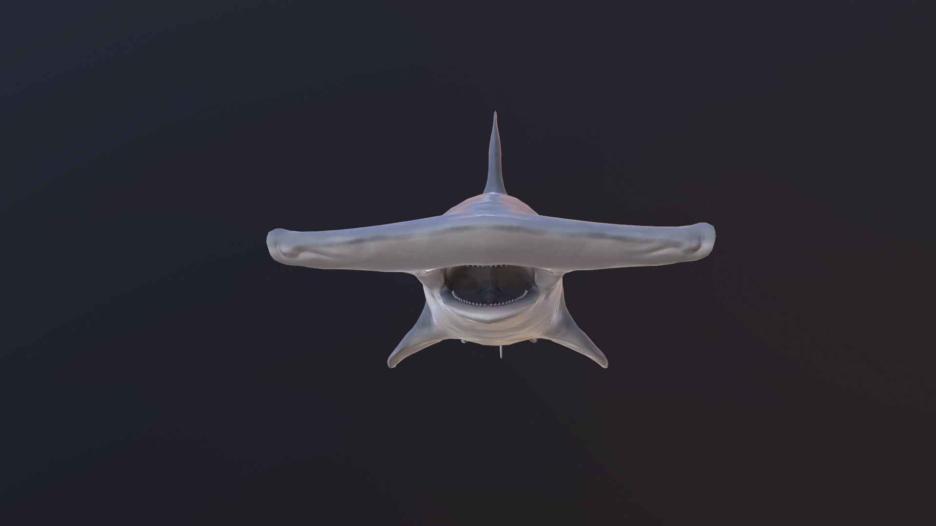 hammerhead shark Low-poly 3D model_7