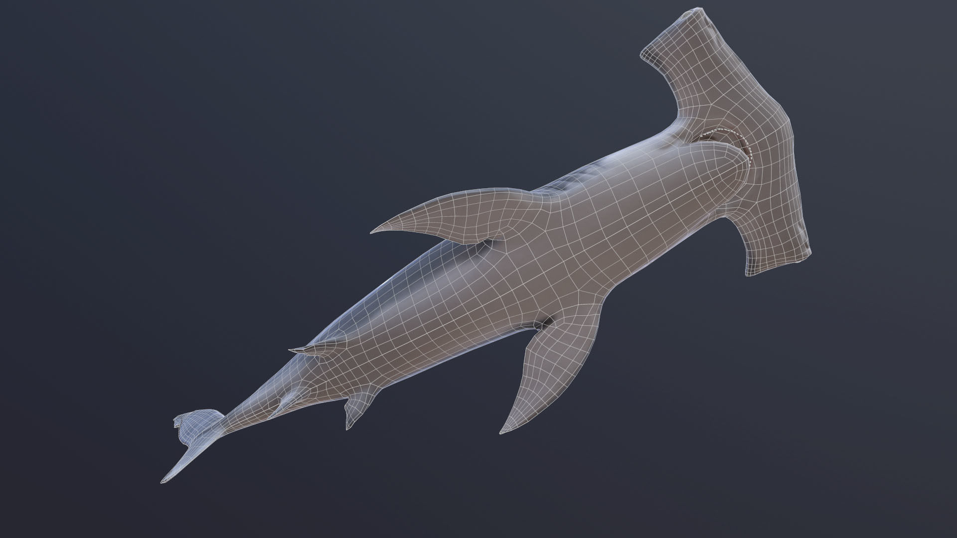 hammerhead shark Low-poly 3D model_9