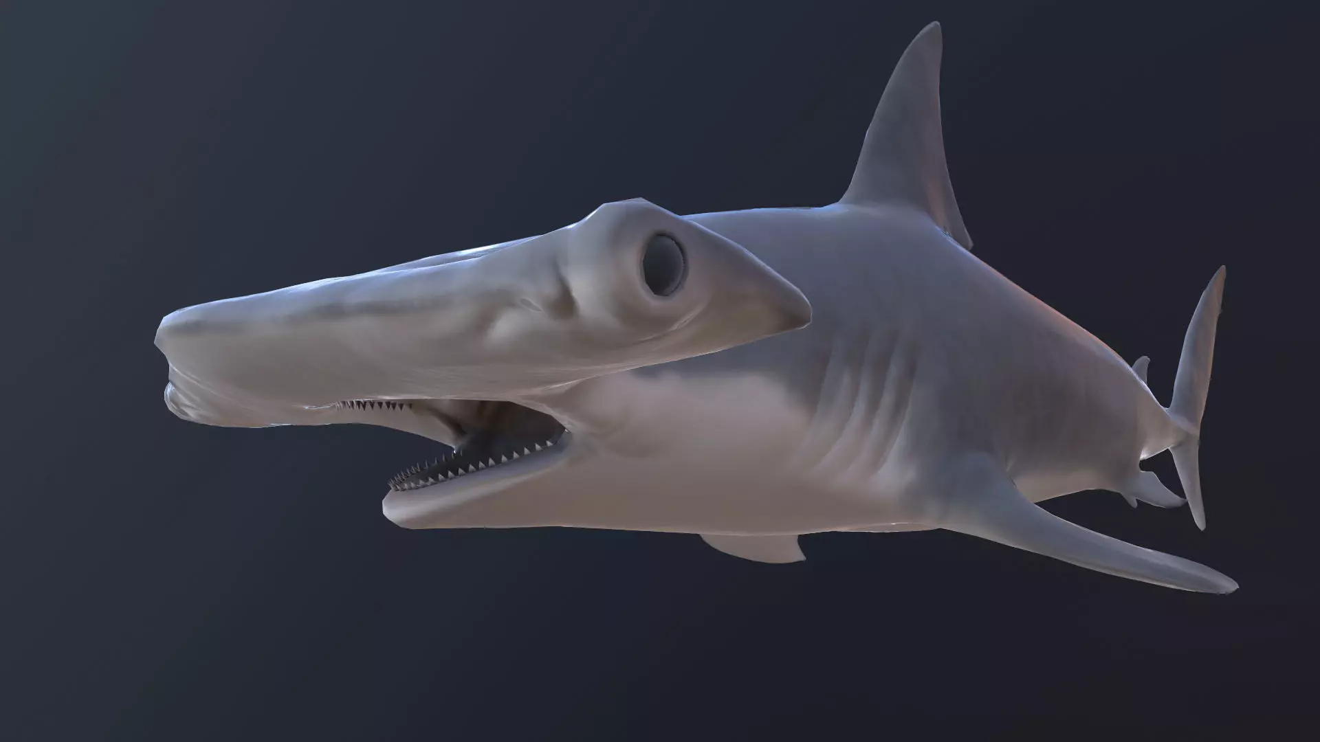 hammerhead shark Low-poly 3D model_0