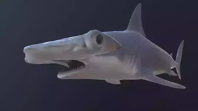 hammerhead shark Low-poly 3D model