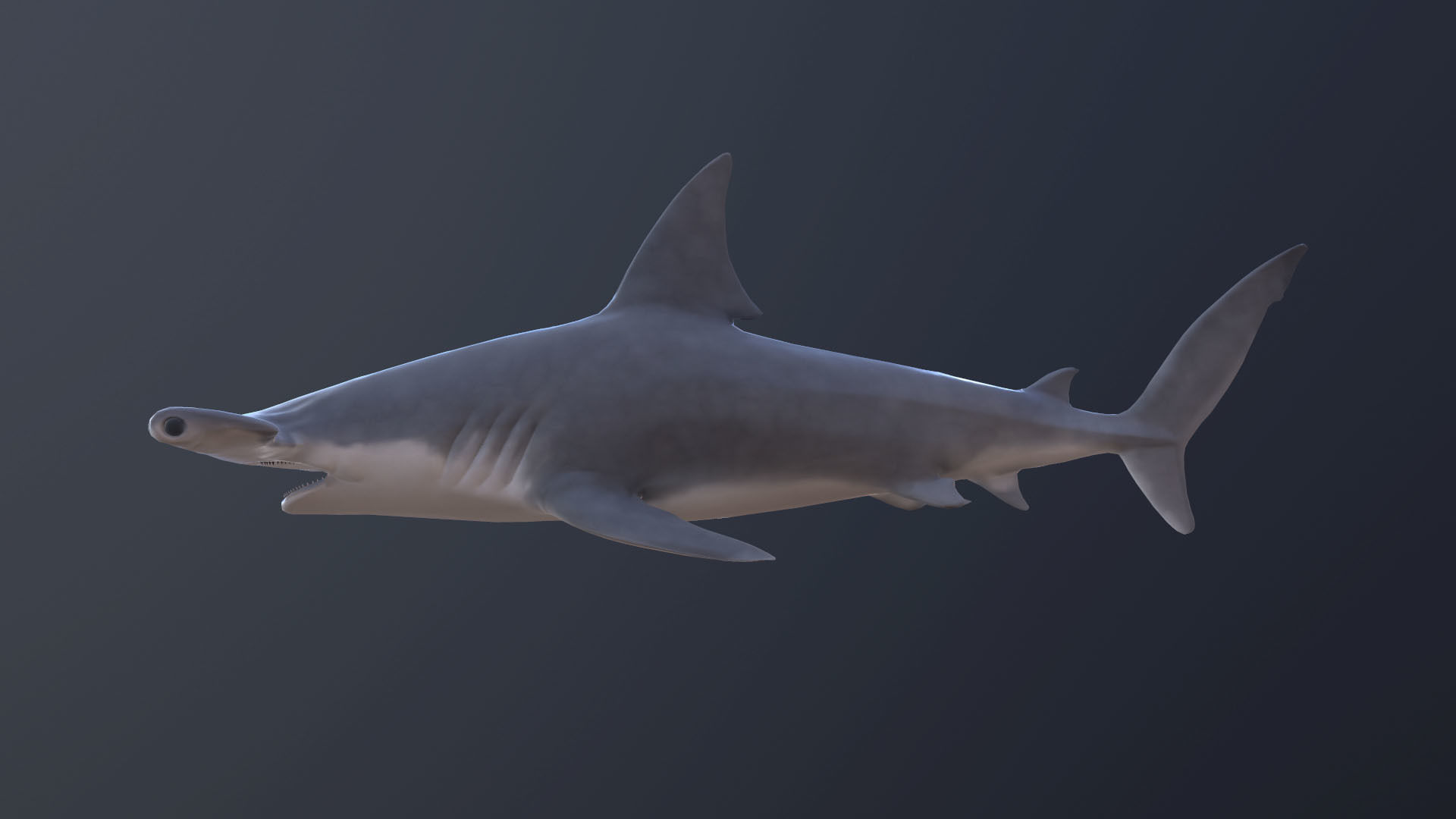 hammerhead shark Low-poly 3D model_4