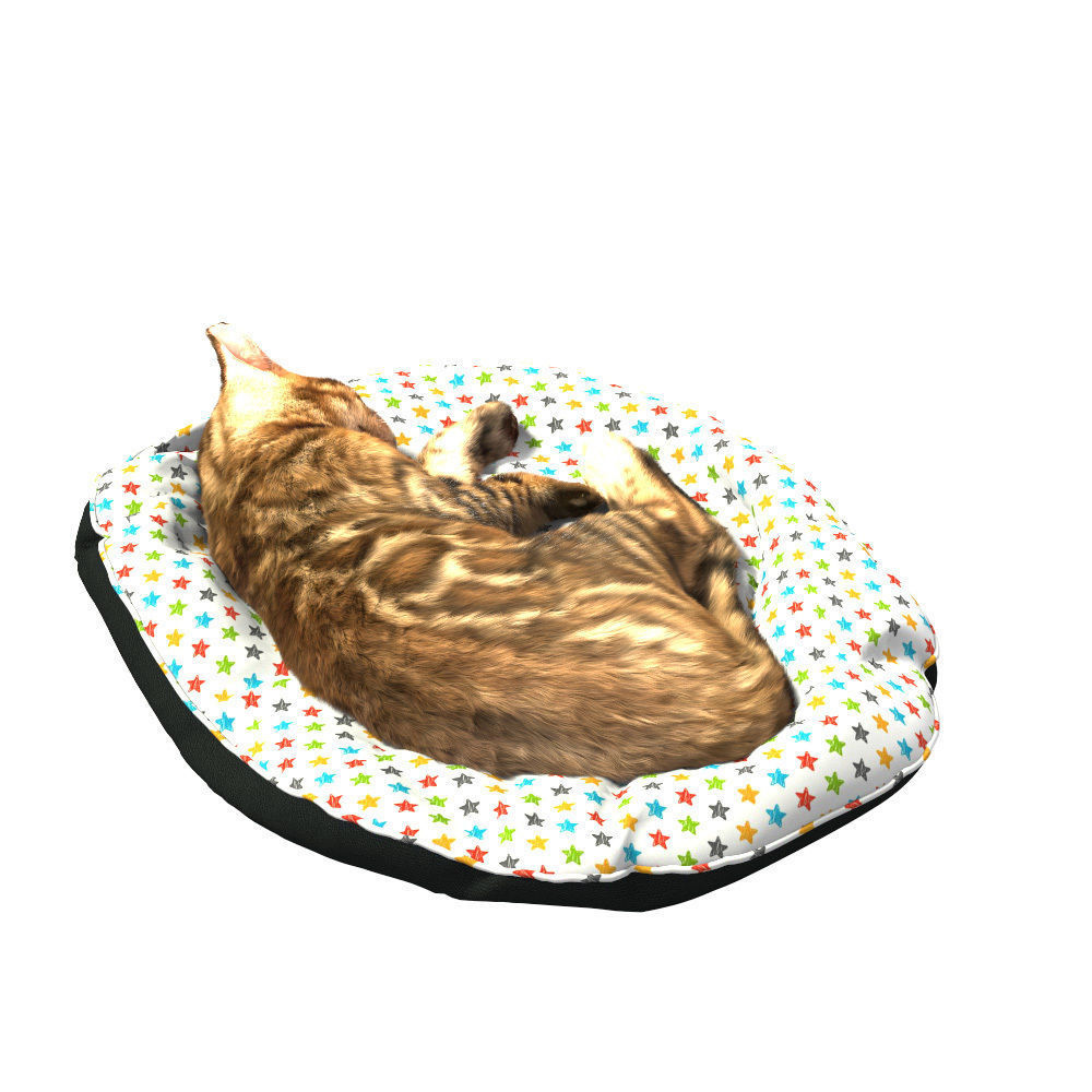 Bengal Kitten 3D model_14