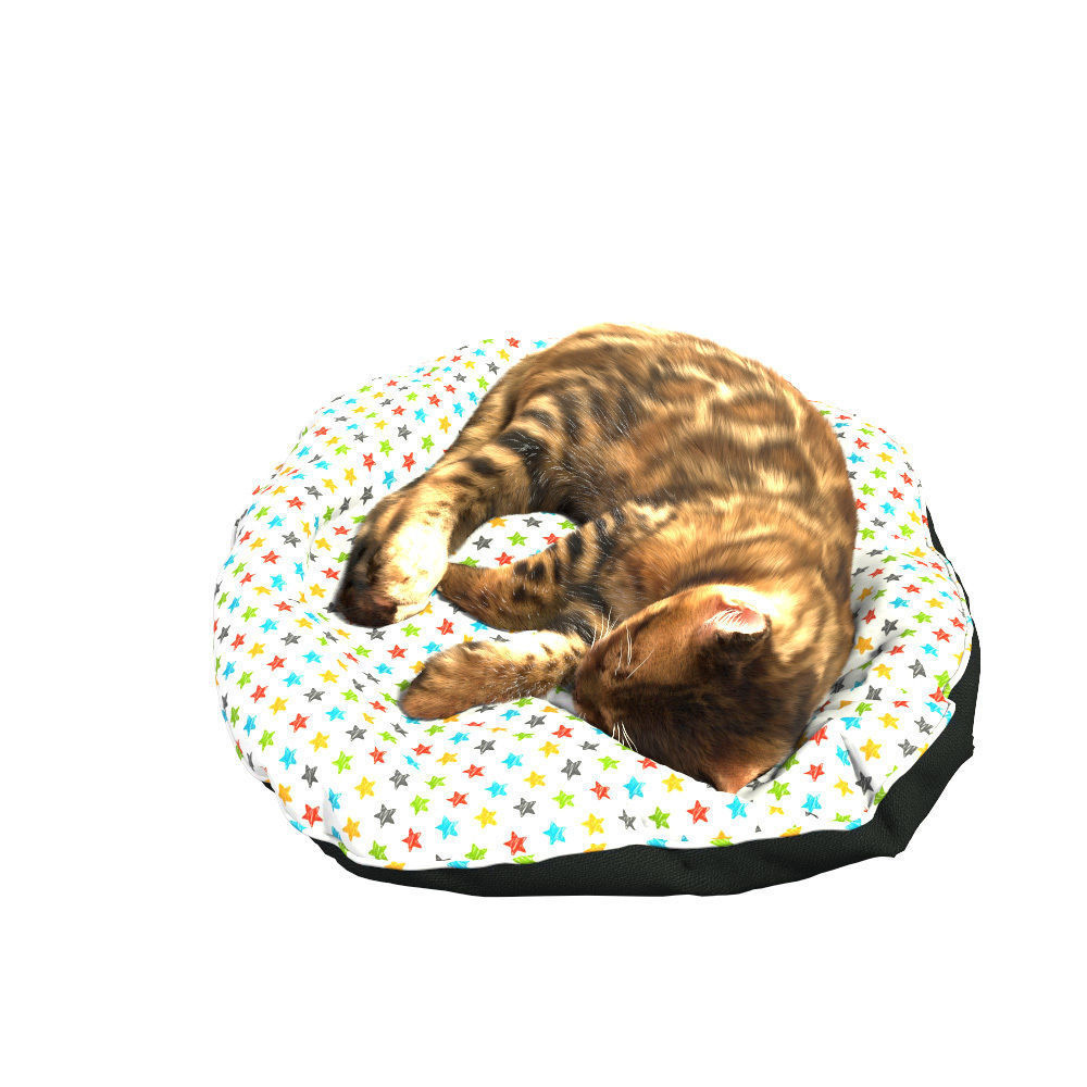 Bengal Kitten 3D model_30