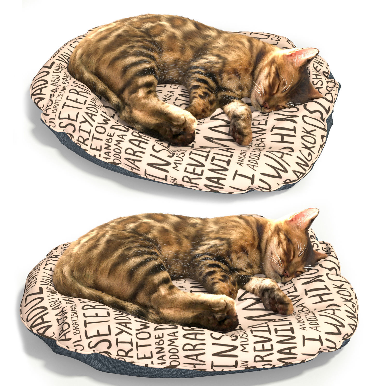 Bengal Kitten 3D model_1