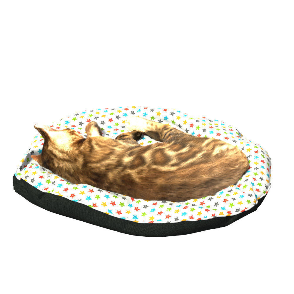 Bengal Kitten 3D model_11