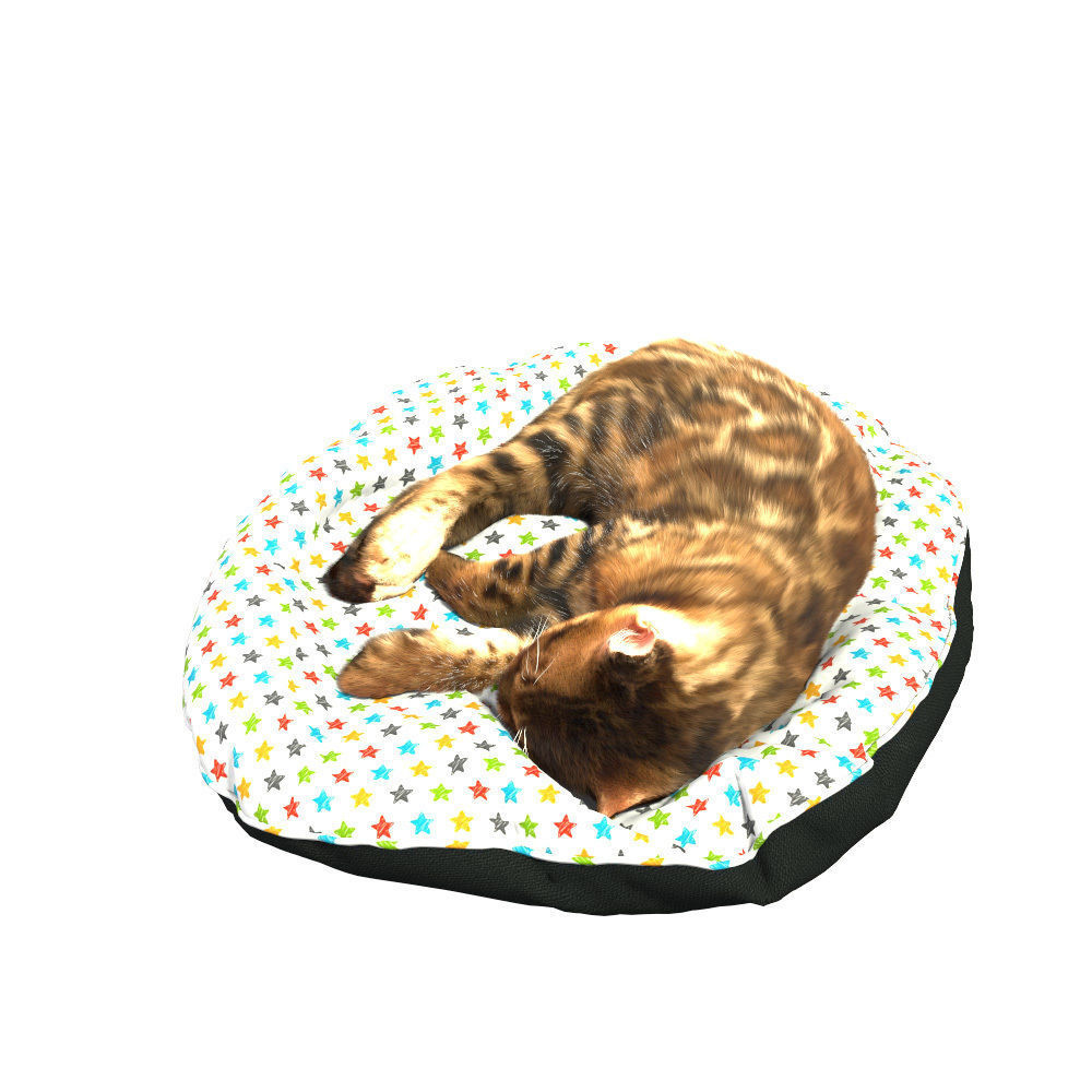 Bengal Kitten 3D model_5
